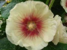 196.webp