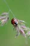marienkaefer.webp