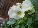 DSCN5585.webp