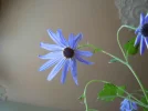 DSCN6355.webp
