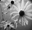 DSCN6357.webp