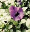 Veilc88.webp