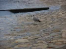 DSCN3999.webp