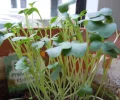 DSCN6363.webp