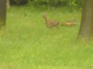 Rehe 011.webp