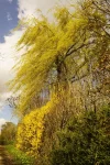 Ostern 2015 (14 von 19).webp