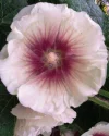 196.webp