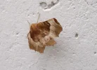 schmetterling.webp