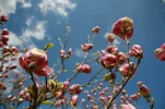 Aboretum 17.04.2011 009.webp