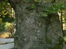 DSCI0059.webp
