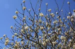 Aboretum 17.04.2011 050.webp