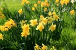 Aboretum 17.04.2011 117 (1024x683).webp