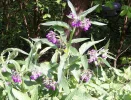 beinwell.webp