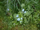 forgetmenot.webp