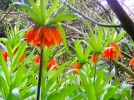 P4266621.webp