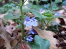 DSCN6515.webp