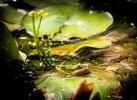 Frosch klein.webp