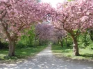 allee.webp