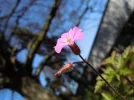 storchschnabel.webp
