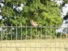 spatz.webp