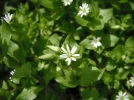 DSCF6717.webp
