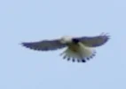 Bussard.webp