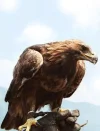 adler.webp