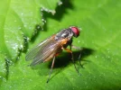 fliege.webp