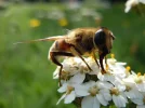 fliege2.webp