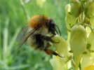hummel.webp