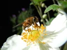 fliege3.webp