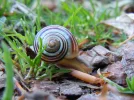 schnecke02.webp