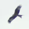 Greifvogel.webp