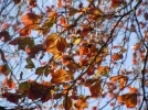 DSCN6506.webp