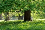Park von Putbus Mai 09 122.webp
