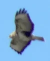 Vogel.webp