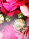 Rosen22.webp