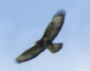Bussard02.webp