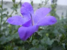 DSCN6860.webp