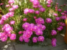 DSCI0055.webp