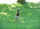 DSCN6988.webp