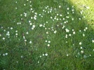 daisys.webp