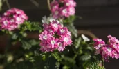 Test EOS 5dIII (4 von 6).webp
