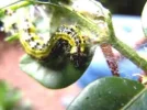 DSCN6857.webp