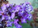 DSCN5344.webp
