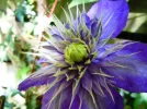 Clem6.webp