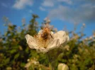 brombeer1.webp