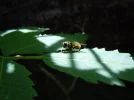 schweber1.webp