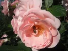 DSCF7052.webp