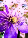 Clem6.webp